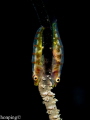   Whip coral goby Bryaninops yongei  